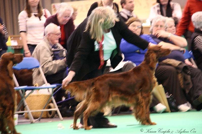 Crufts2011 884.jpg